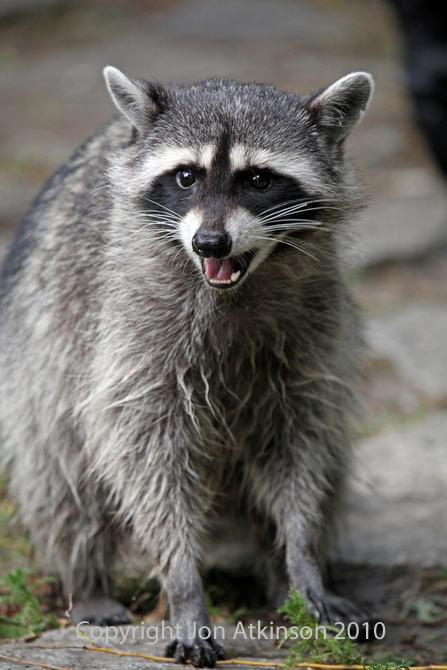 Raccoon, Stanley Park, Vancouver. Raccoon